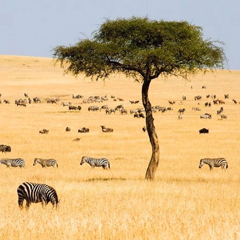 kenya-Maasai-mara _CUGA Travel and Tours